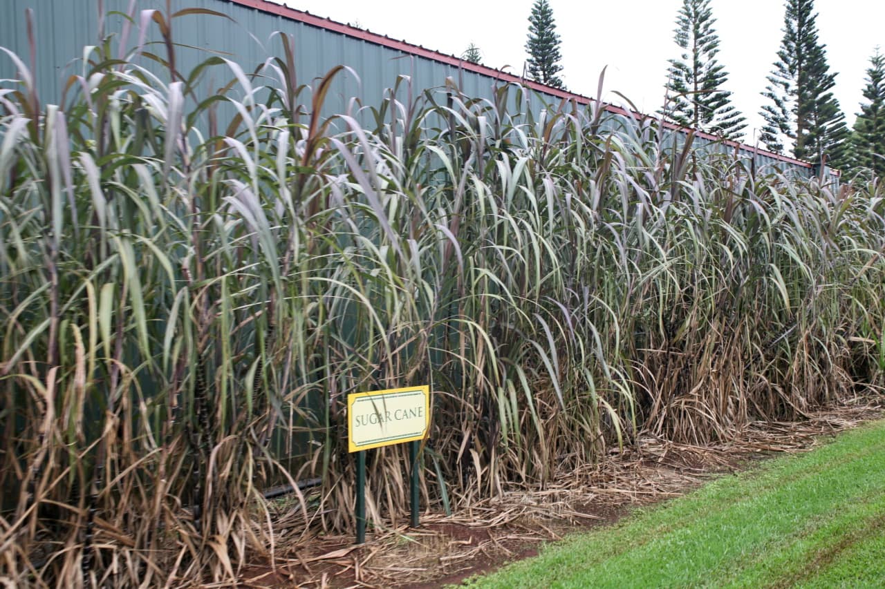 Atypical Rain in Brazil's Center-South Halts Sugarcane Harvest, Spiking Ethanol Prices