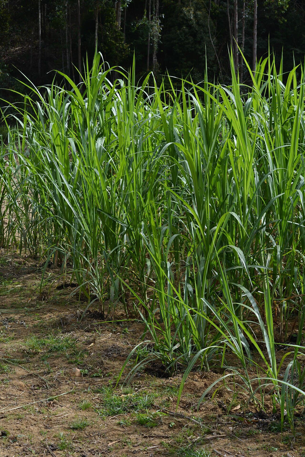 Supply Risk and El Niño Threaten Global Sugar Market, Brazil Production Faces Rain Delays
